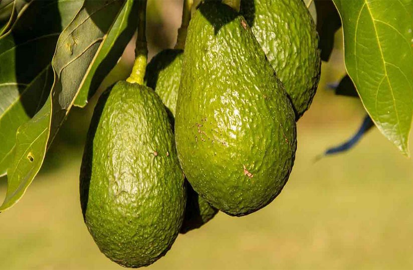 Les avocats, “les fruits de Butare”, deviennent un produit précieux