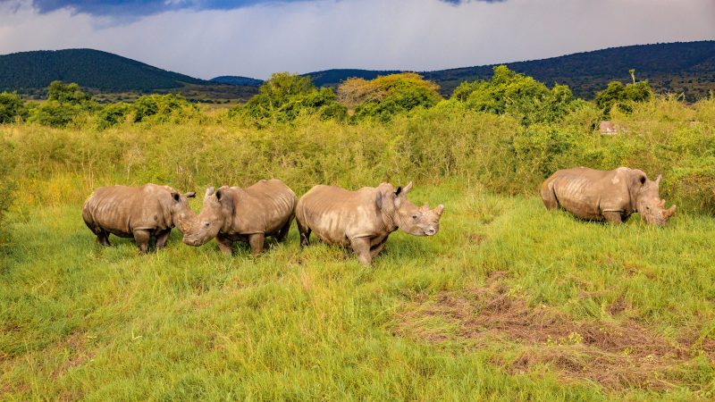 Le Rwanda accueille 70 nouveaux rhinocéros blancs