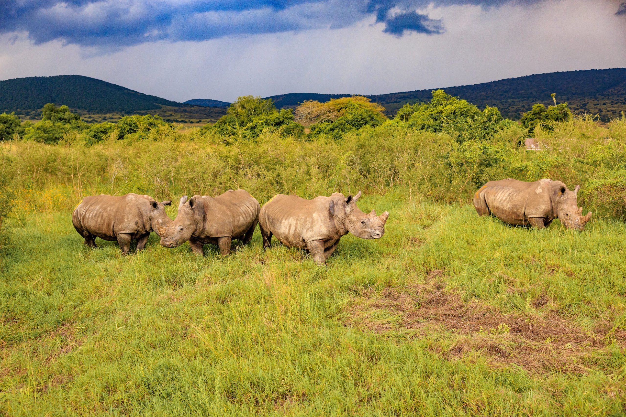 Le Rwanda accueille 70 nouveaux rhinocéros blancs