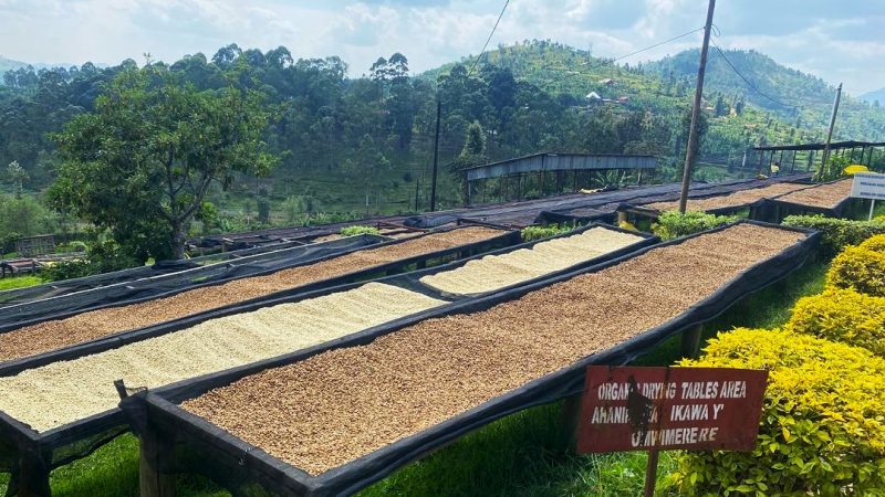 Le café rwandais bat un record historique avec près de 150 millions de dollars d’exportations en 2025
