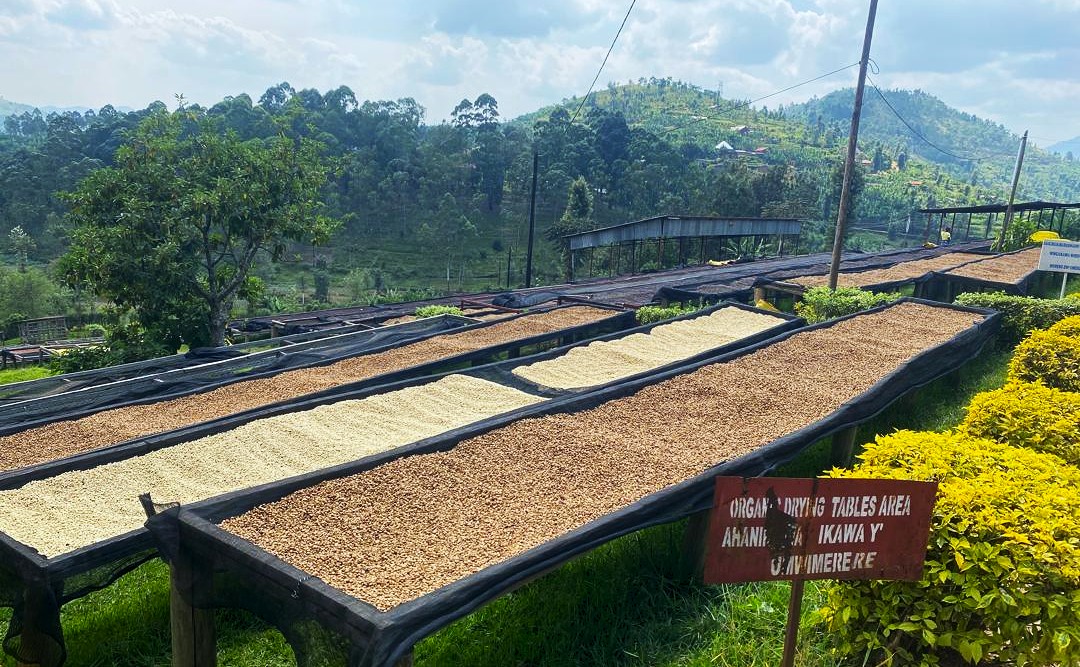 Le café rwandais bat un record historique avec près de 150 millions de dollars d’exportations en 2025