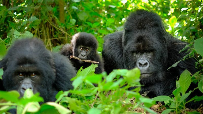 Tourisme au Rwanda: RDB prolonge en 2026 les tarifs promotionnels pour la visite des gorilles