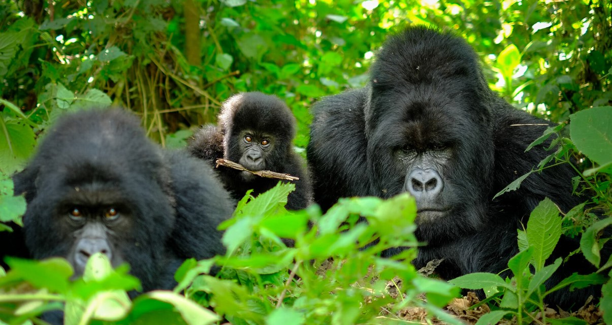 Tourisme au Rwanda: RDB prolonge en 2026 les tarifs promotionnels pour la visite des gorilles