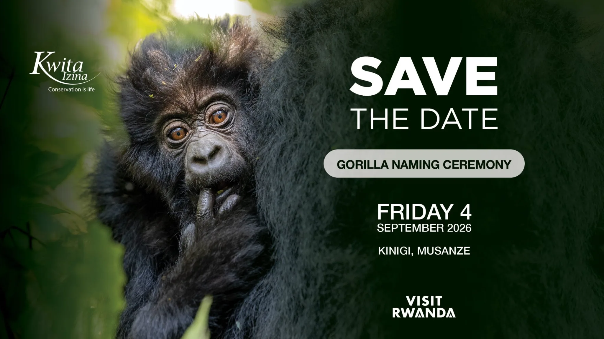 Kwita Izina 2026: le RDB annonce la 21ᵉ édition de la cérémonie de nomination des bébés gorilles