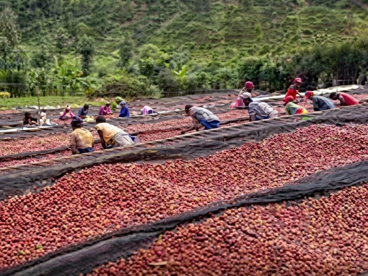 Un lot du café rwandais atteint un record de 452 dollars le kilo aux enchères en ligne