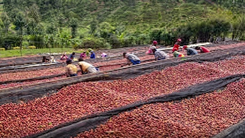 Un lot du café rwandais atteint un record de 452 dollars le kilo aux enchères en ligne