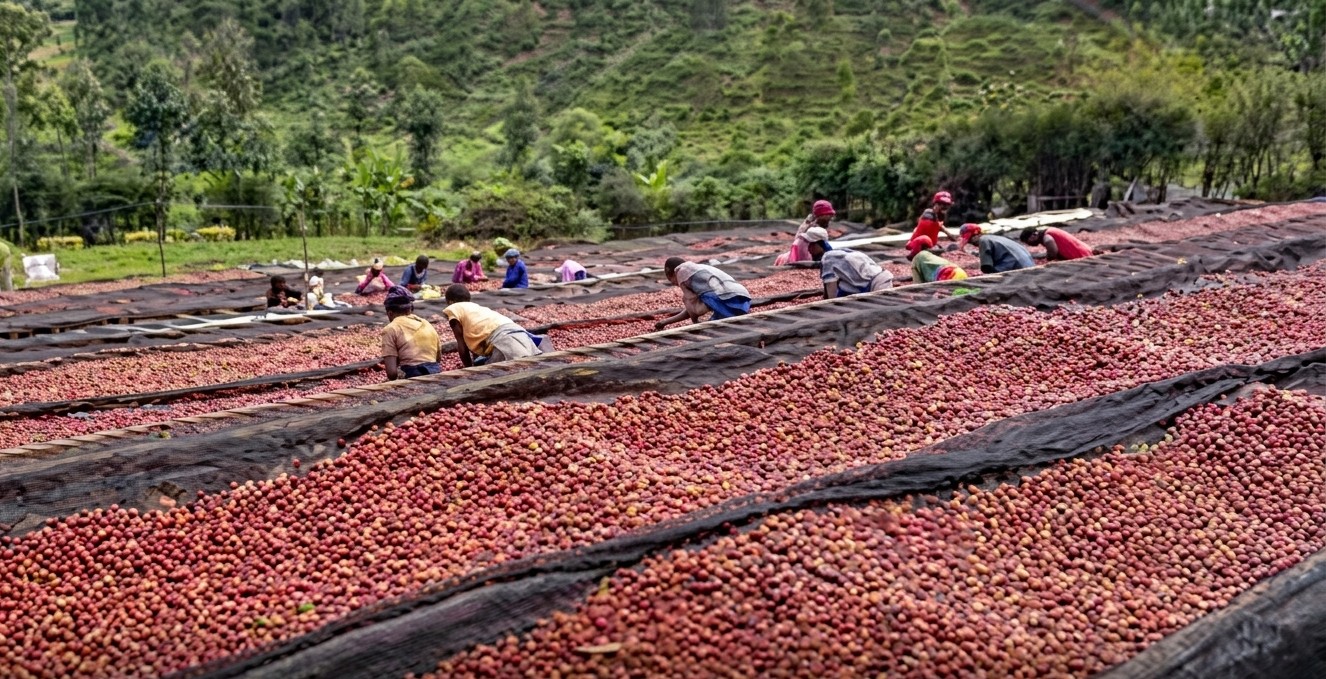 Un lot du café rwandais atteint un record de 452 dollars le kilo aux enchères en ligne